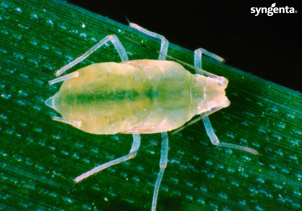 
          Puceron Metopolophium dirhodum du blé
