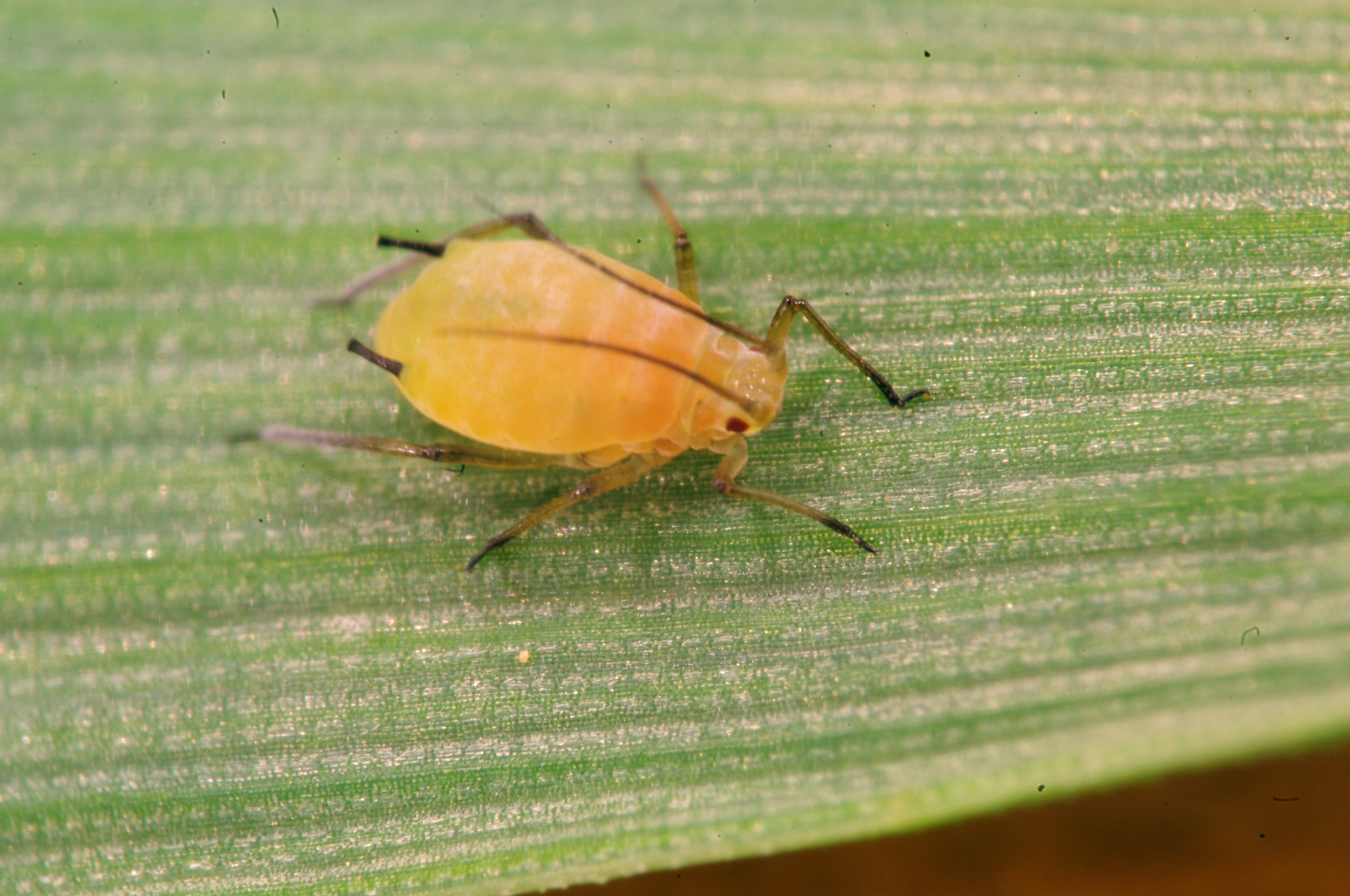 
          Sitobion avenae sur le  blé