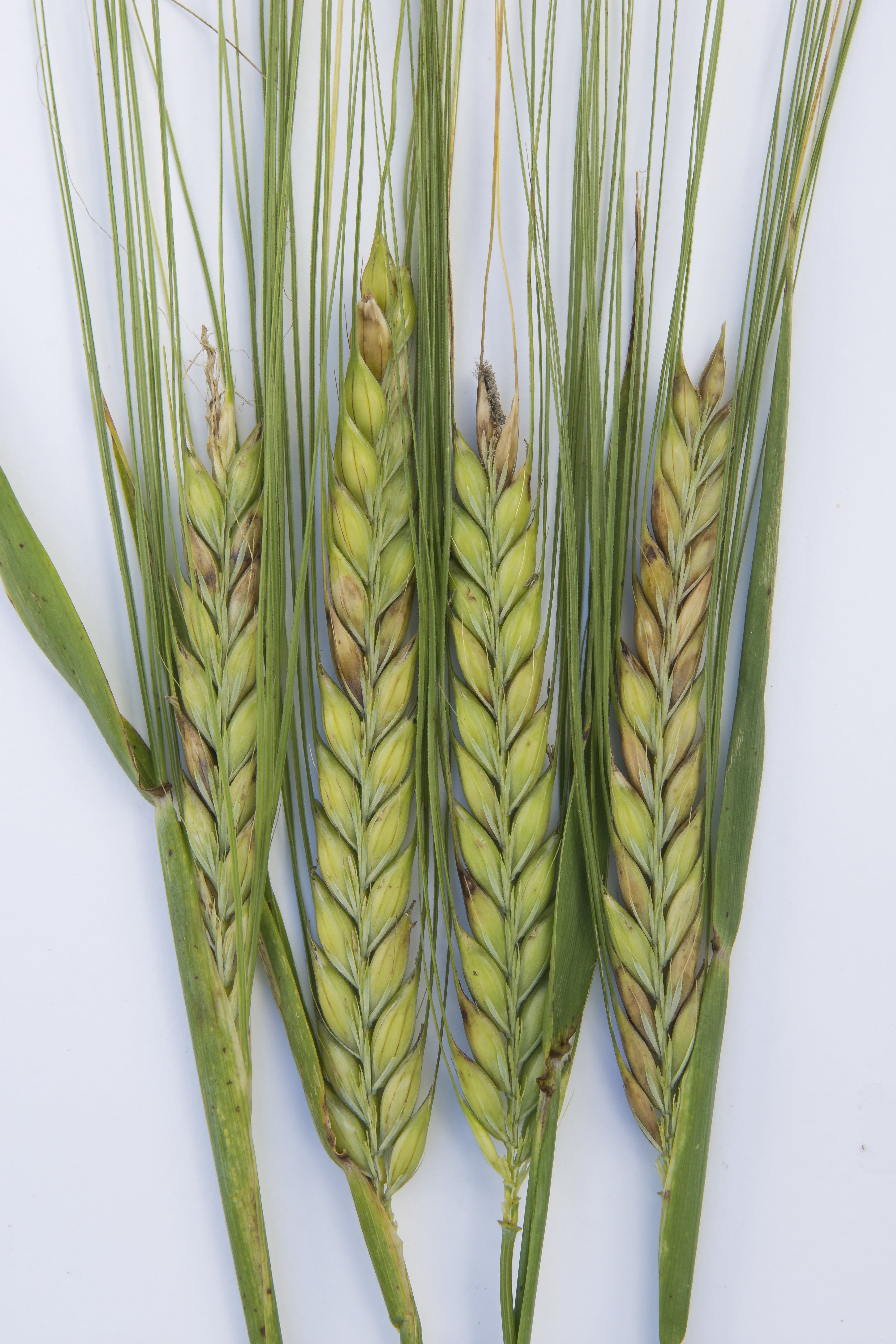 
          La fusariose sur triticale