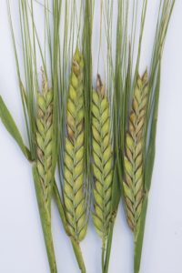 
          L’oïdium sur triticale
