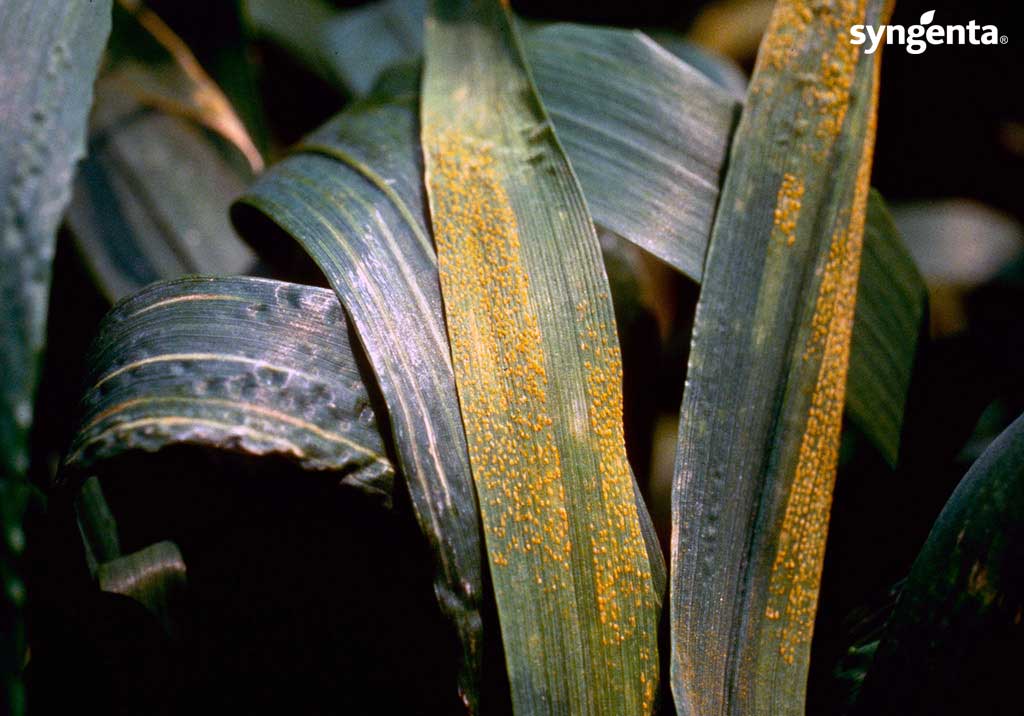 
          Rouille jaune sur le triticale