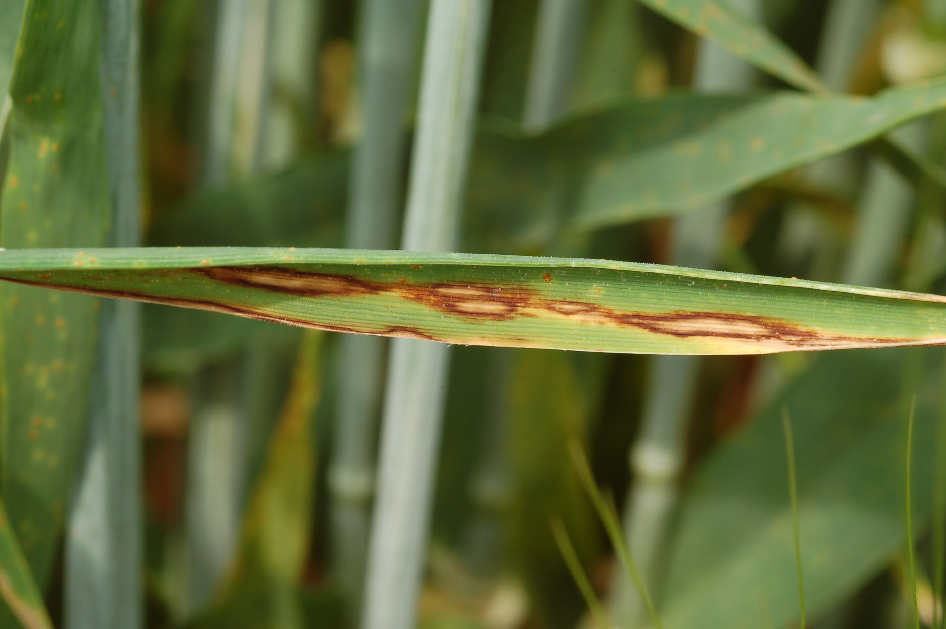 
          La rynchosporiose sur triticale