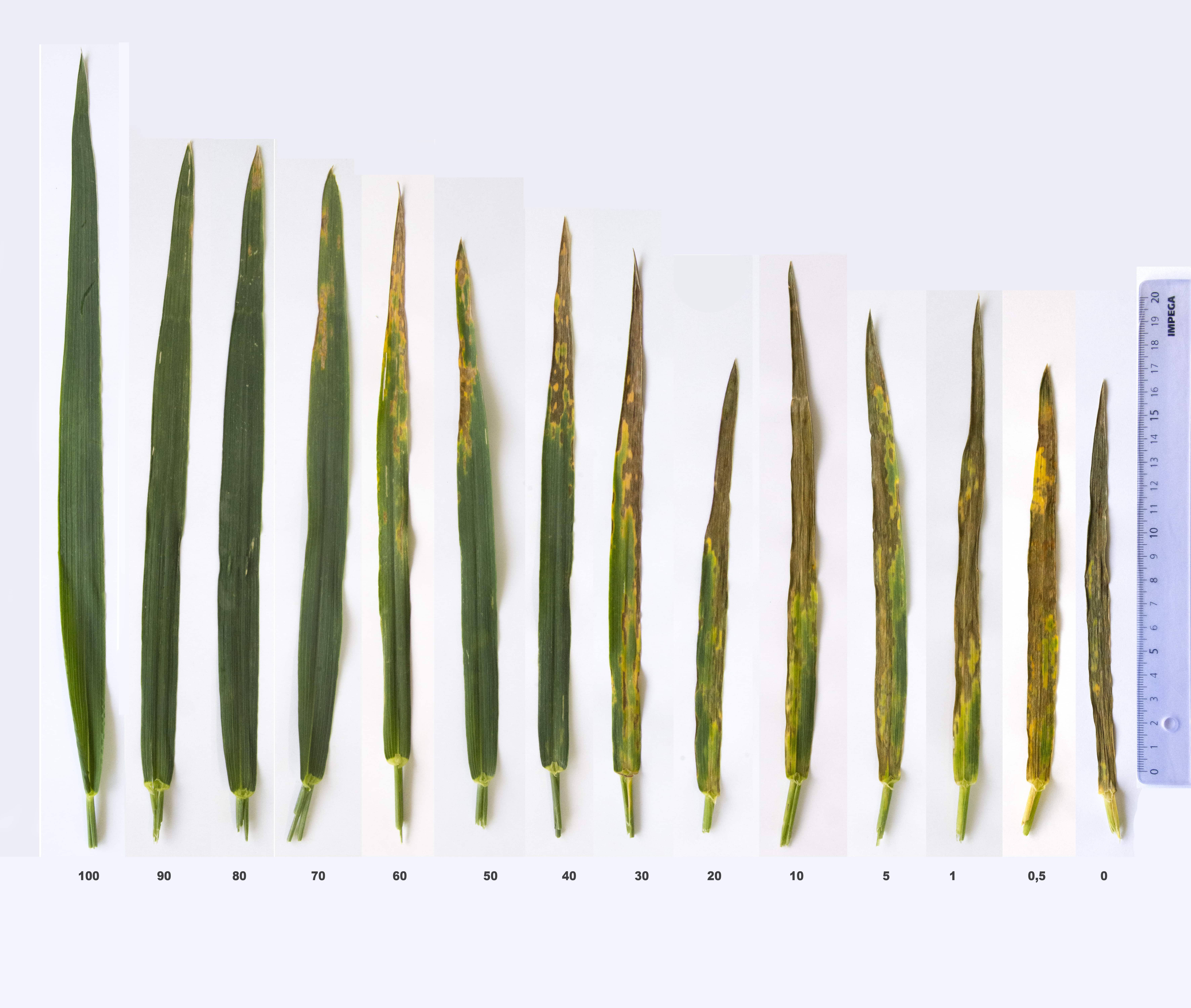 
          La septoriose sur triticale