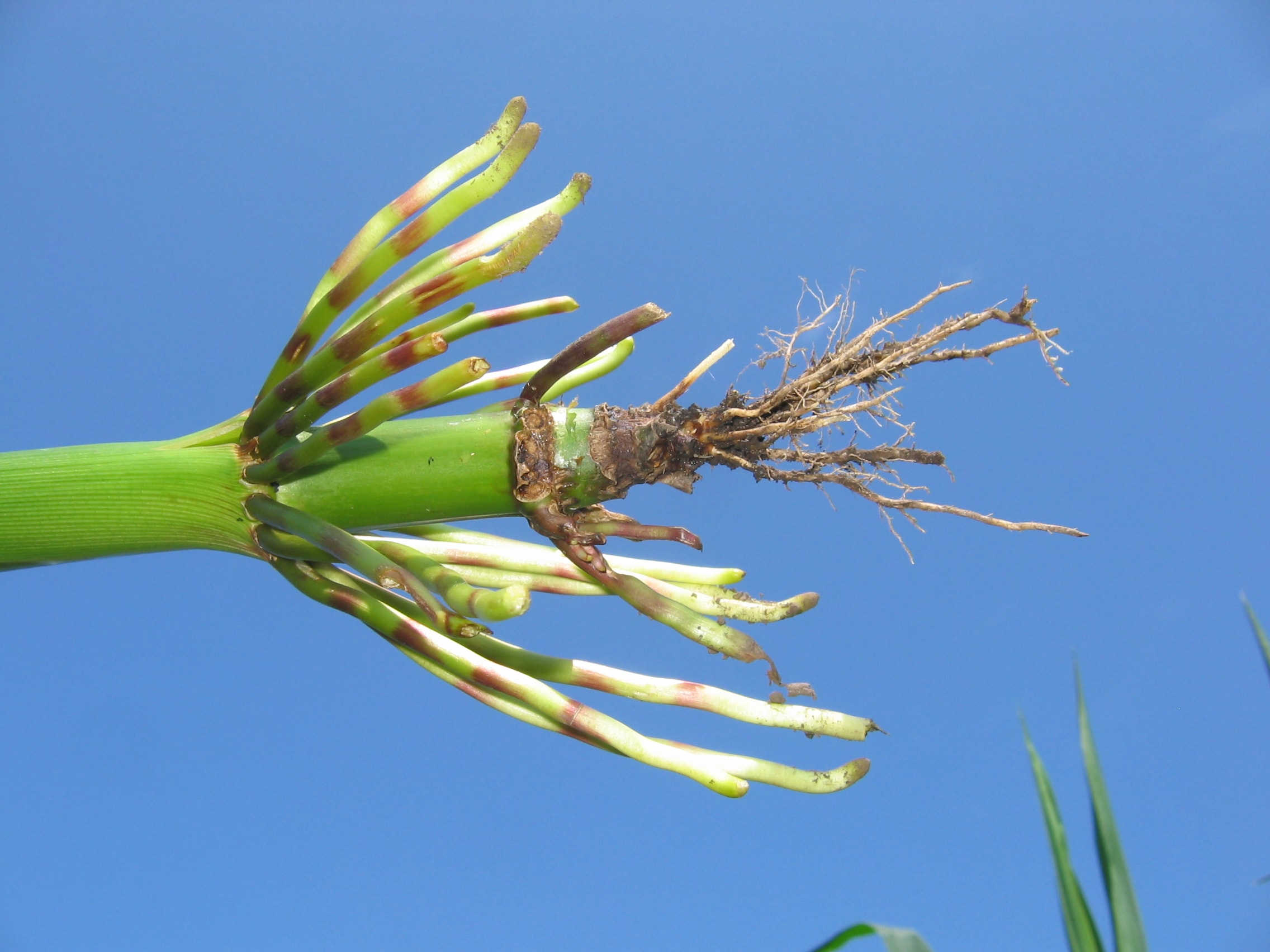 
          Rhizoctone sur maïs