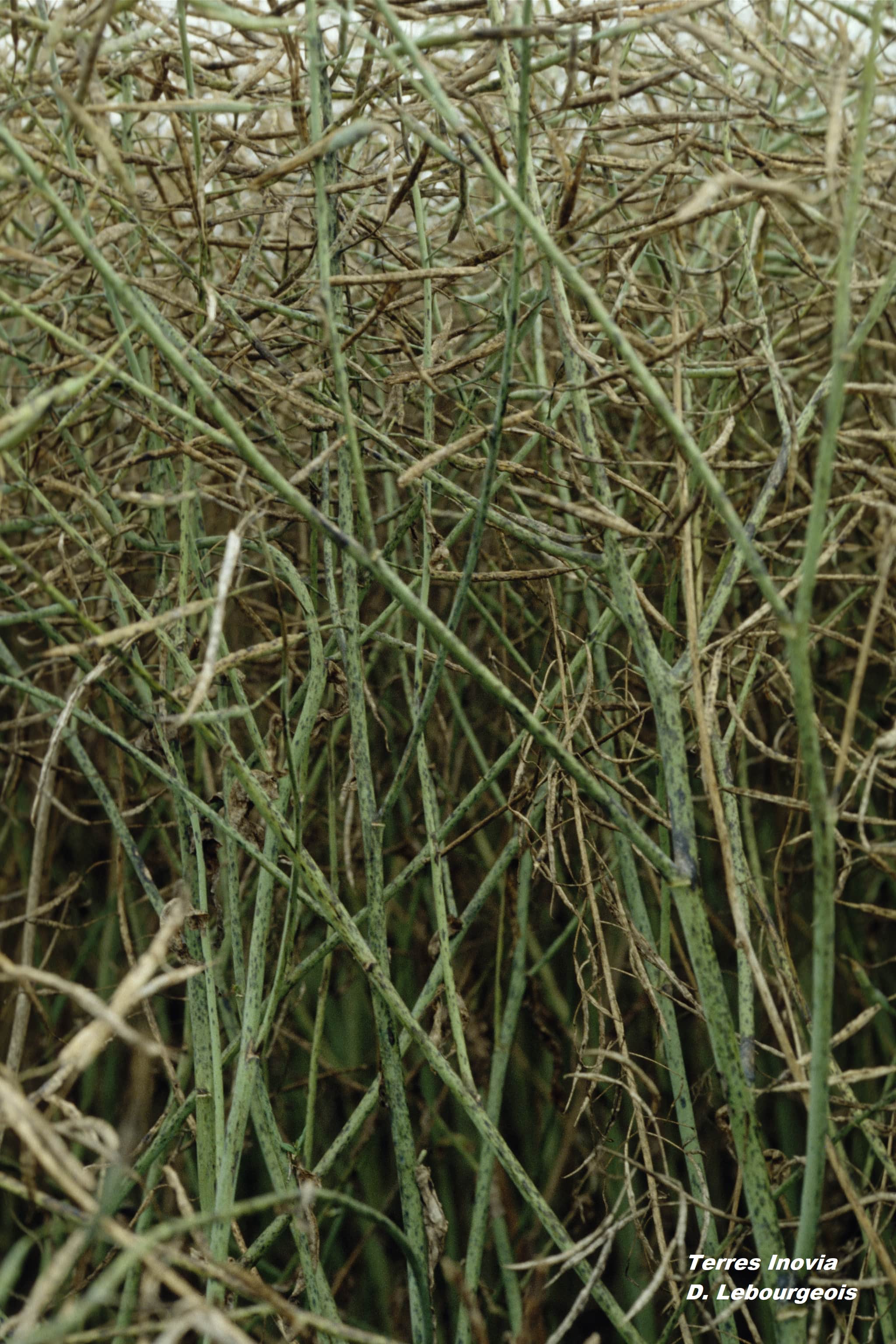 
          Maladies du Colza