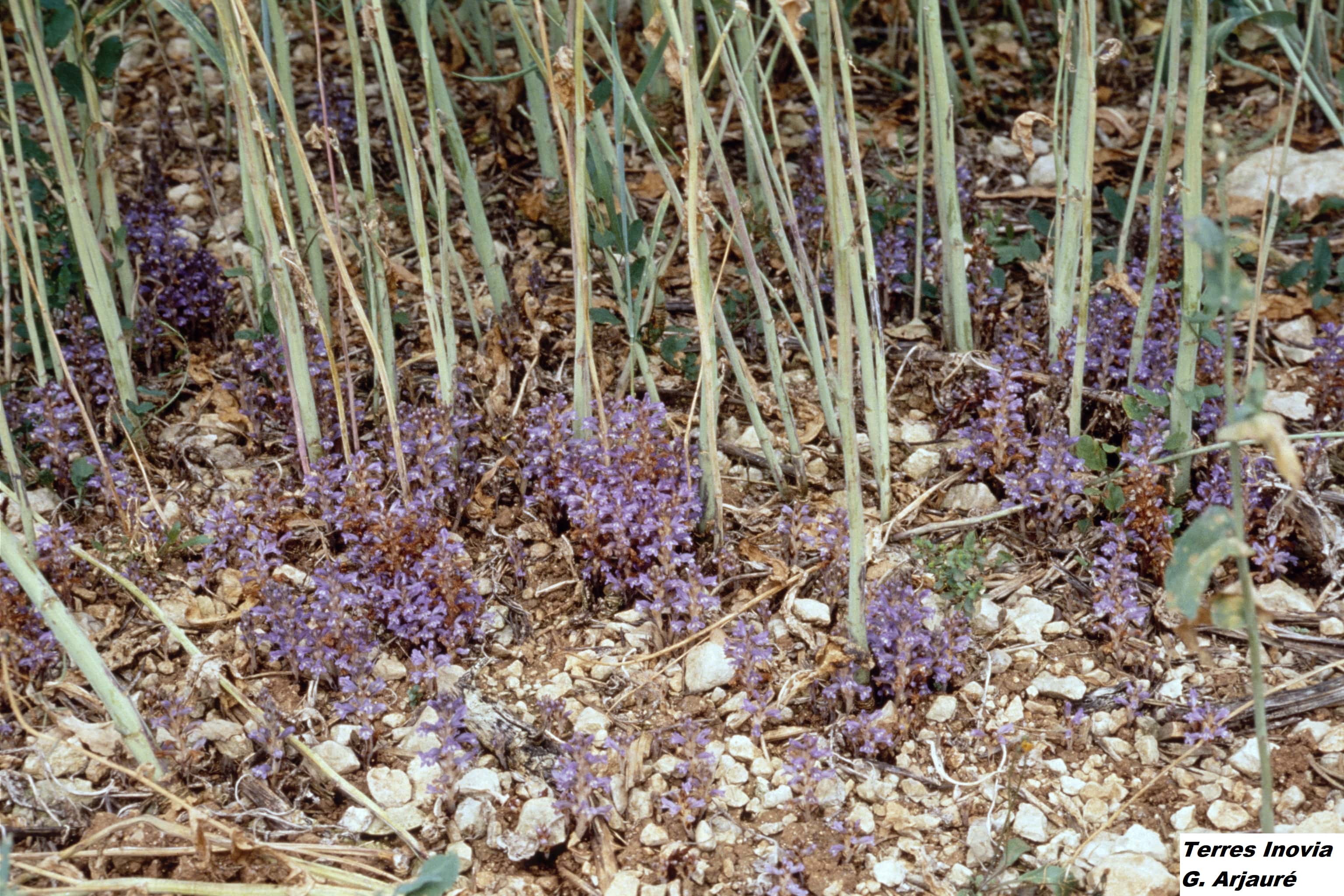 
          L'orobanche, plante parasite du colza