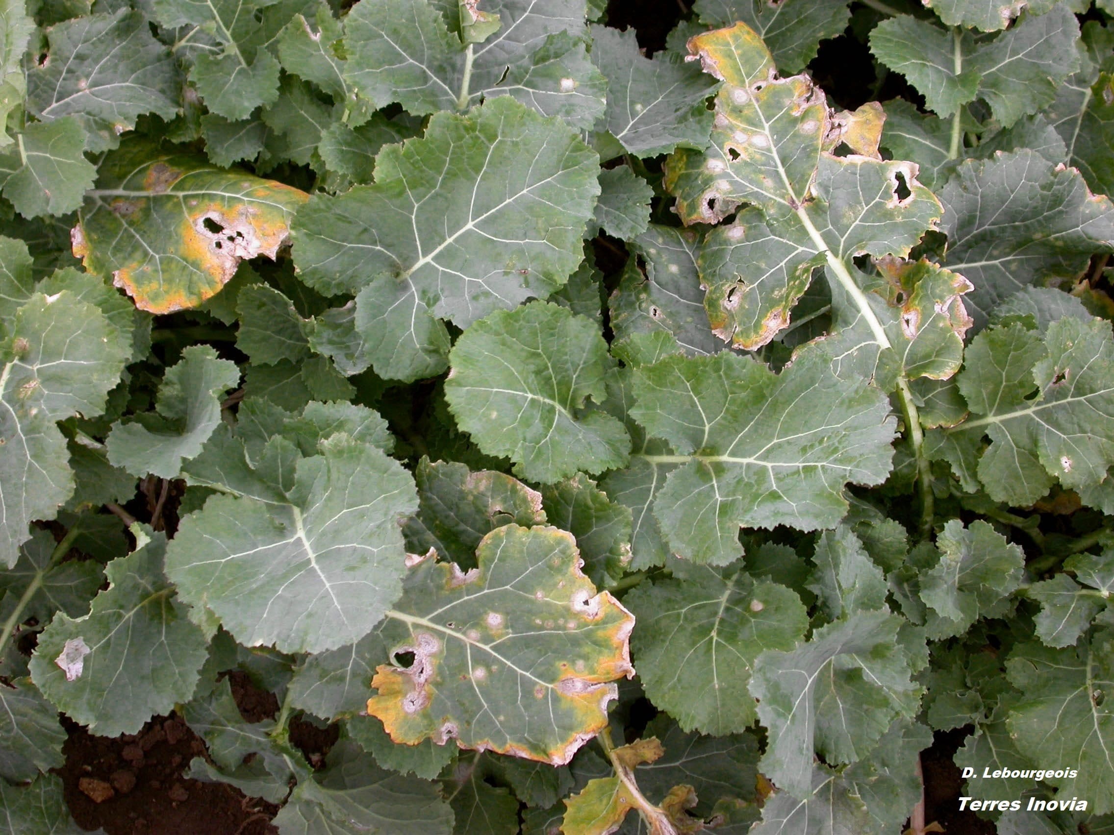 
          Phoma sur colza