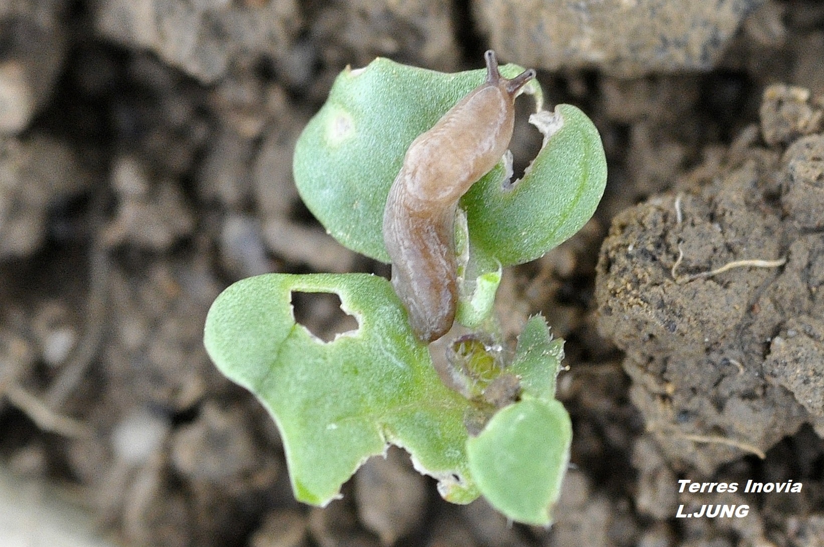
          Limaces sur colza