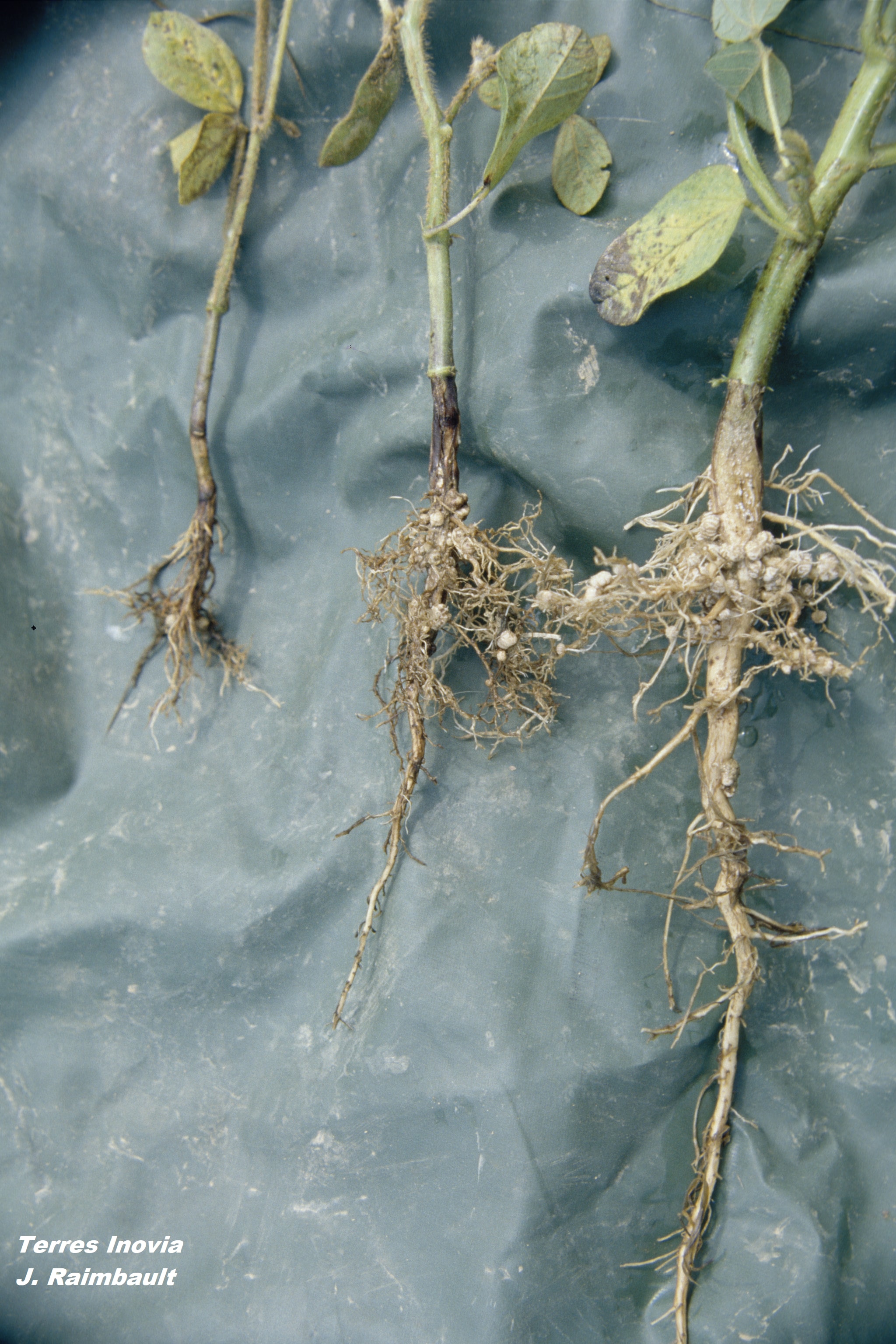 
          Rhizoctone