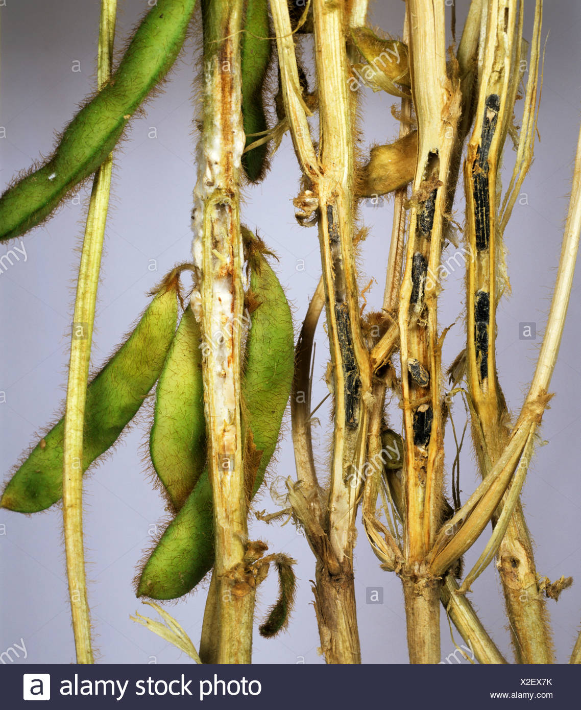 
          Sclérotinia sur soja