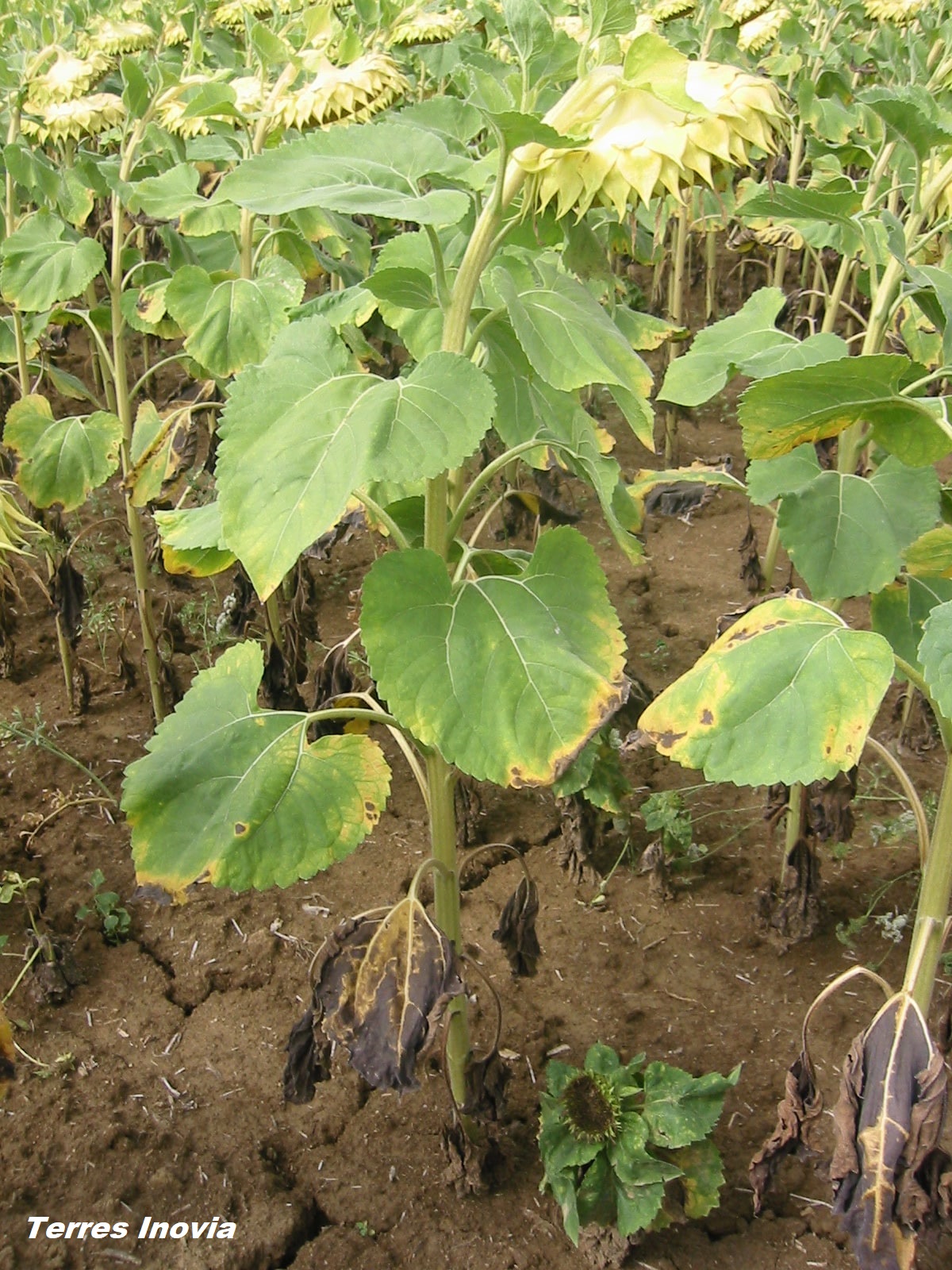 
          Mildiou sur tournesol?