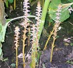 
          Orobanche sur tournesol