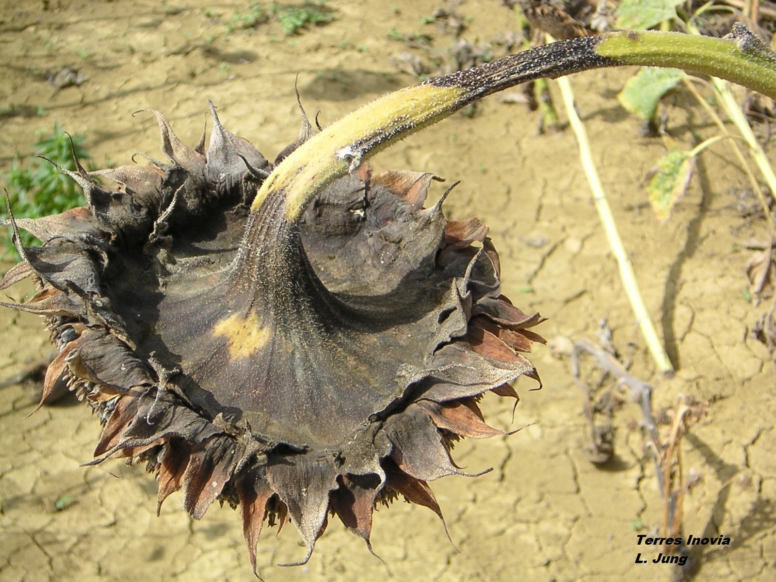 
          Phoma sur capitule de tournesol