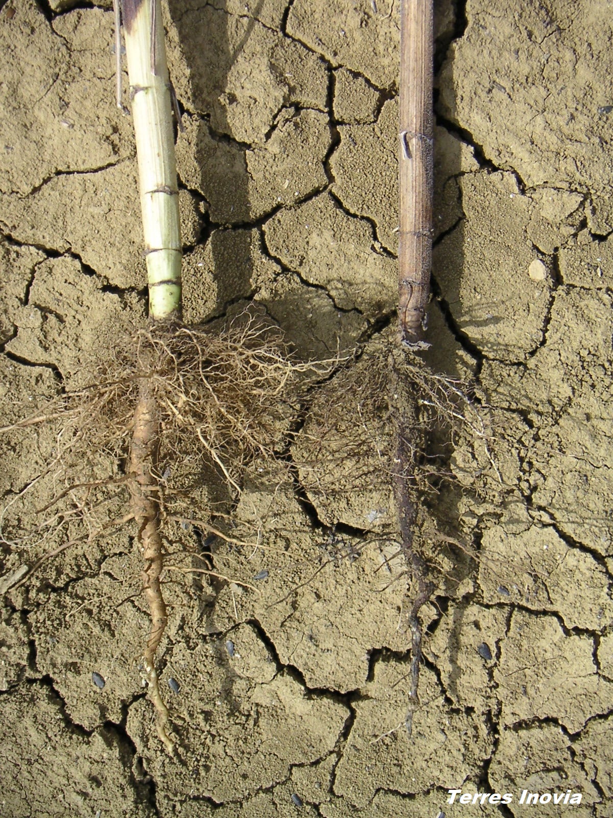 
          Phoma sur collet de tournesol