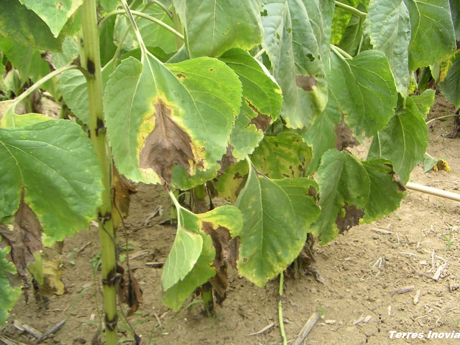 
          Phomopsis sur tournesol