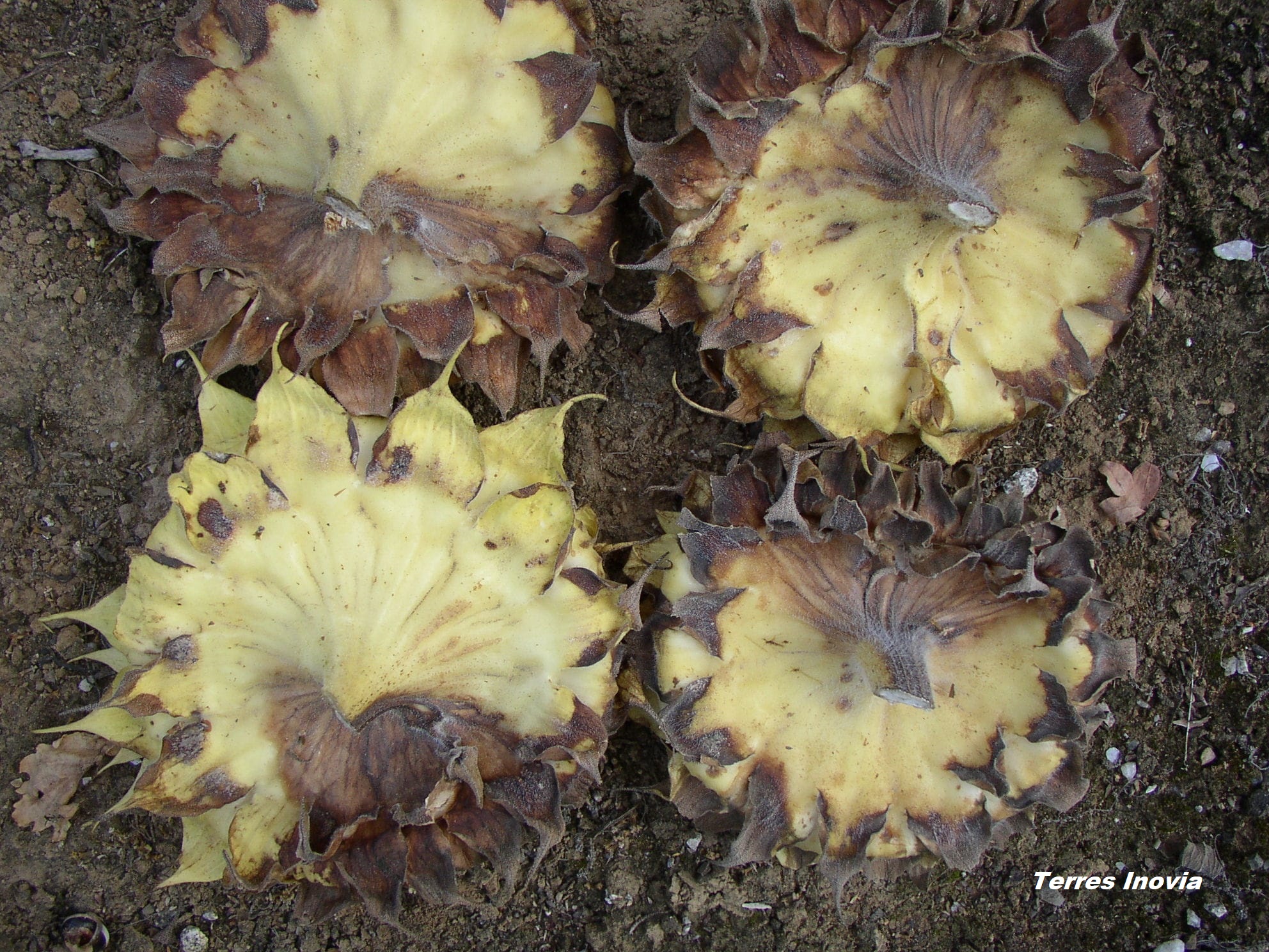 
          Sclérotinia sur capitule du tournesol