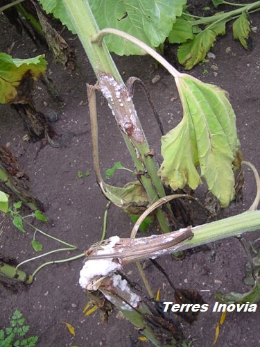 
          Sclérotinia sur tige et feuille du tournesol