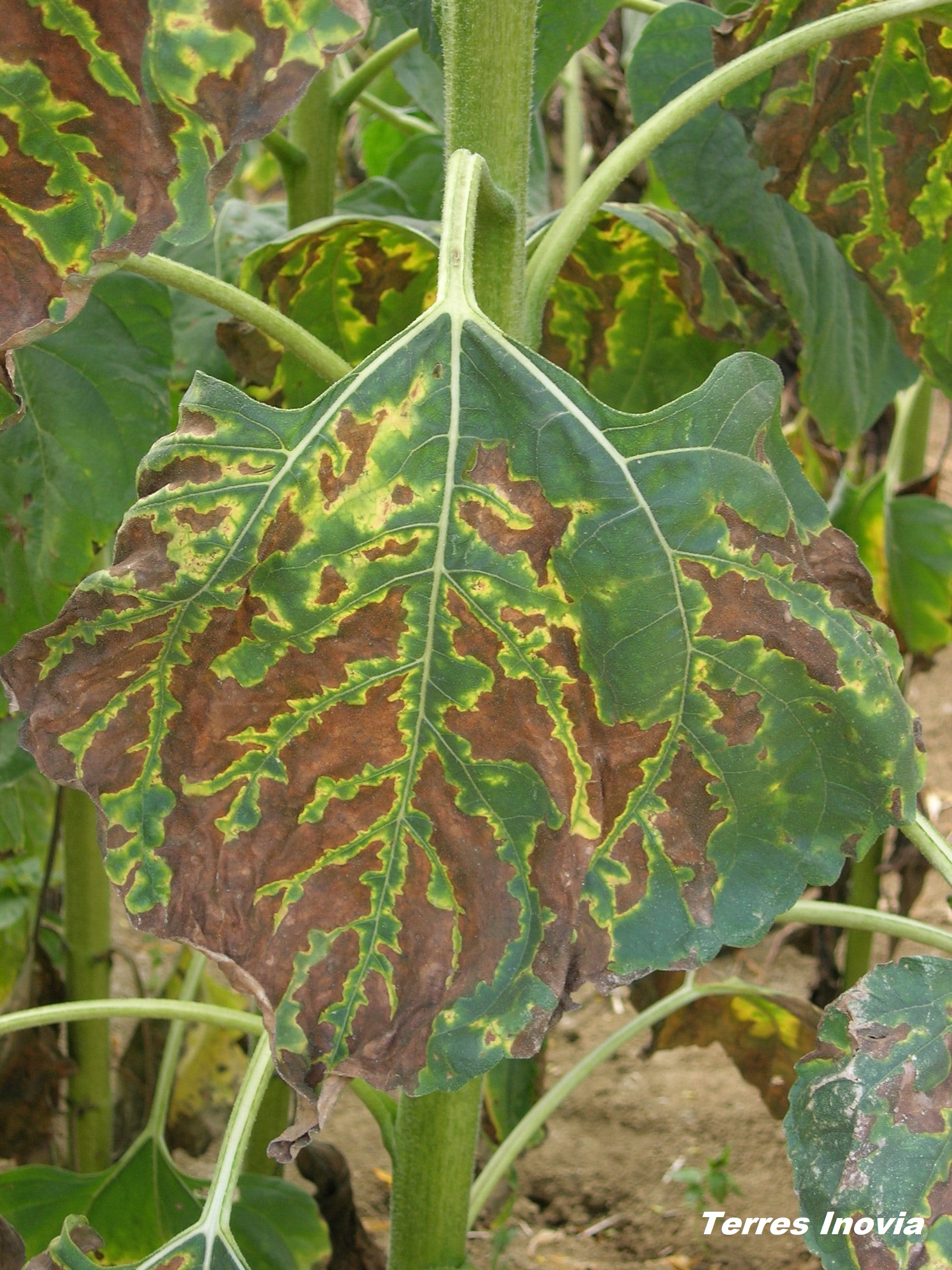 
          Verticillium sur tournesol