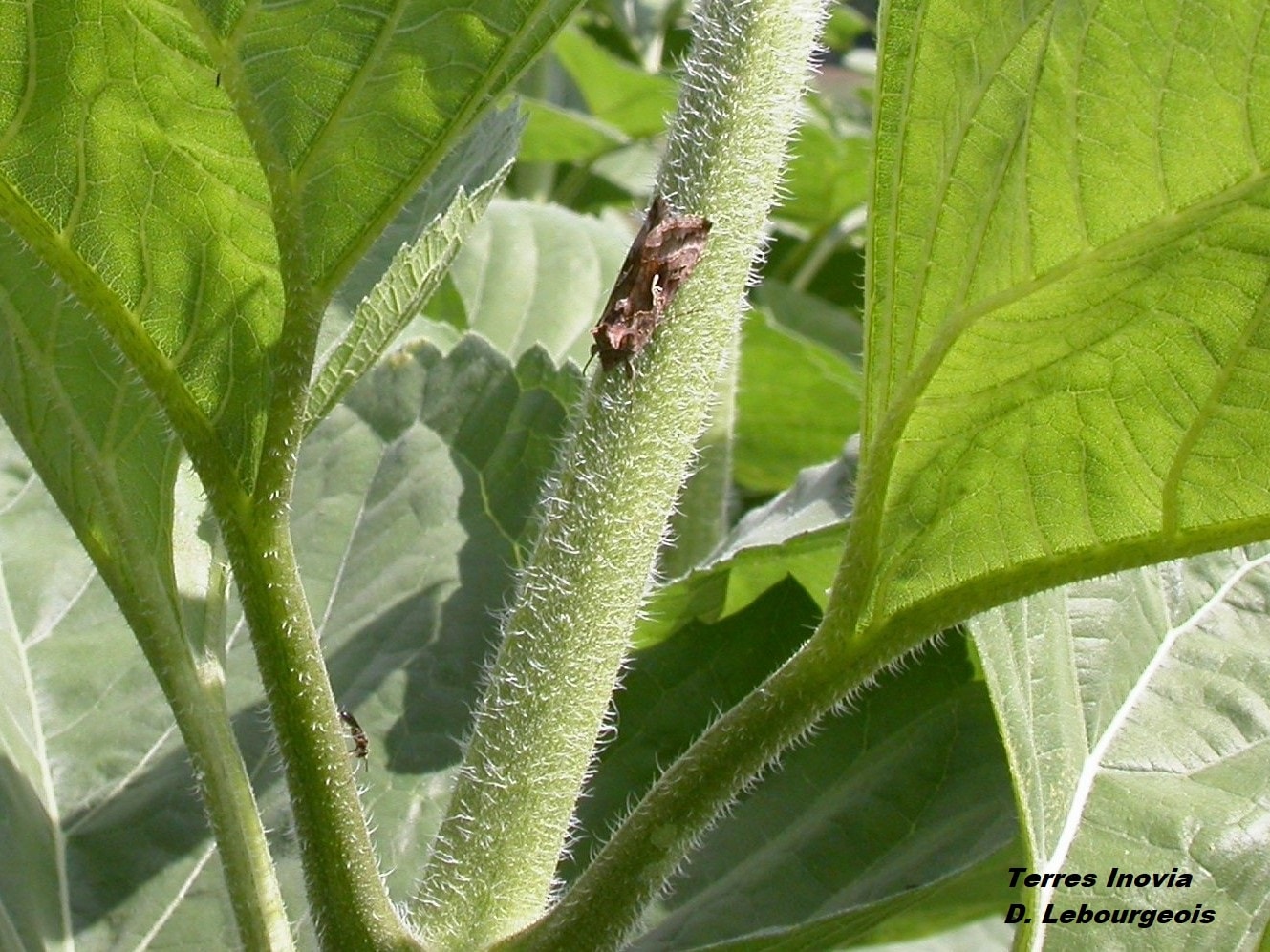 
          Noctuelle terricole sur tournesol