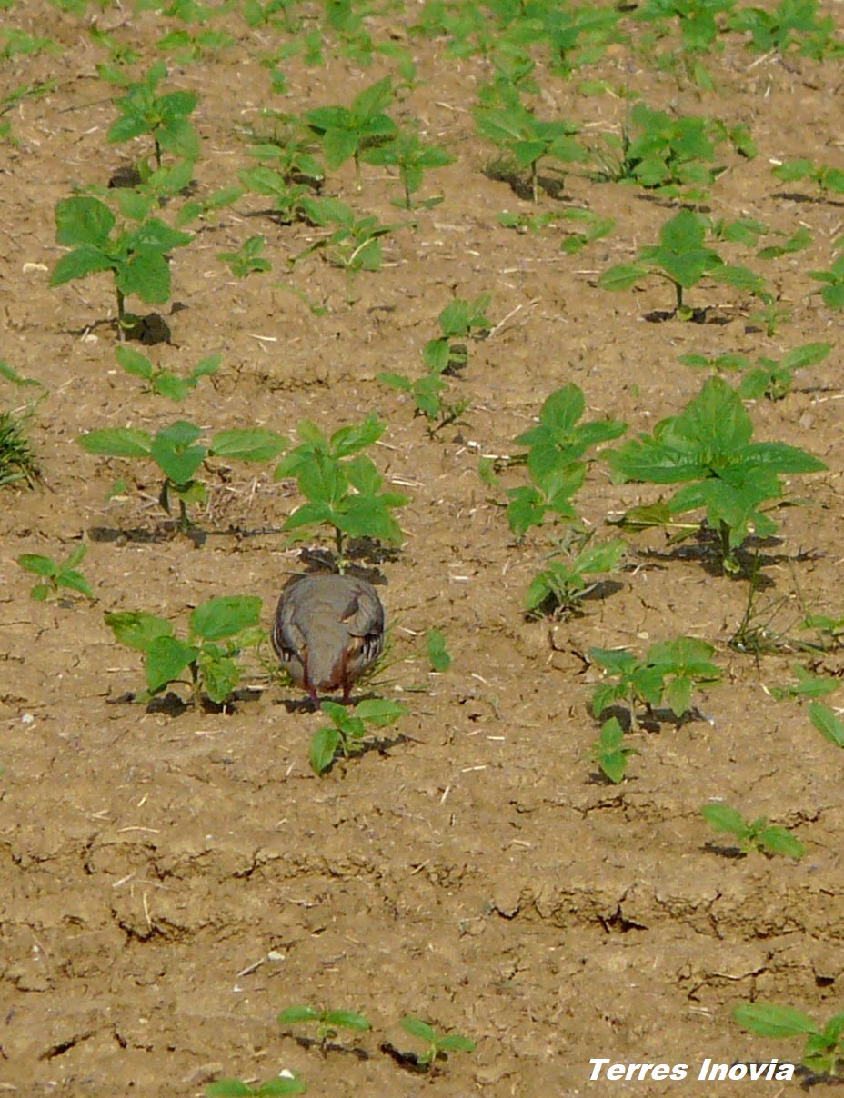 
          Oiseaux sur tournesol