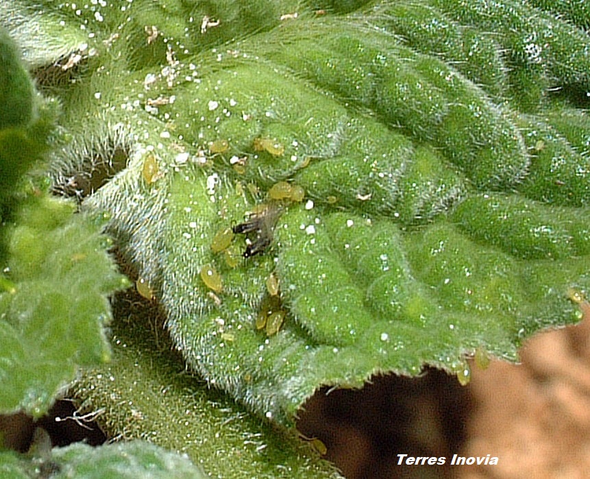 
          Puceron vert du prunier sur tournesol