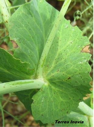 
          Anthracnose sur pois d’hiver