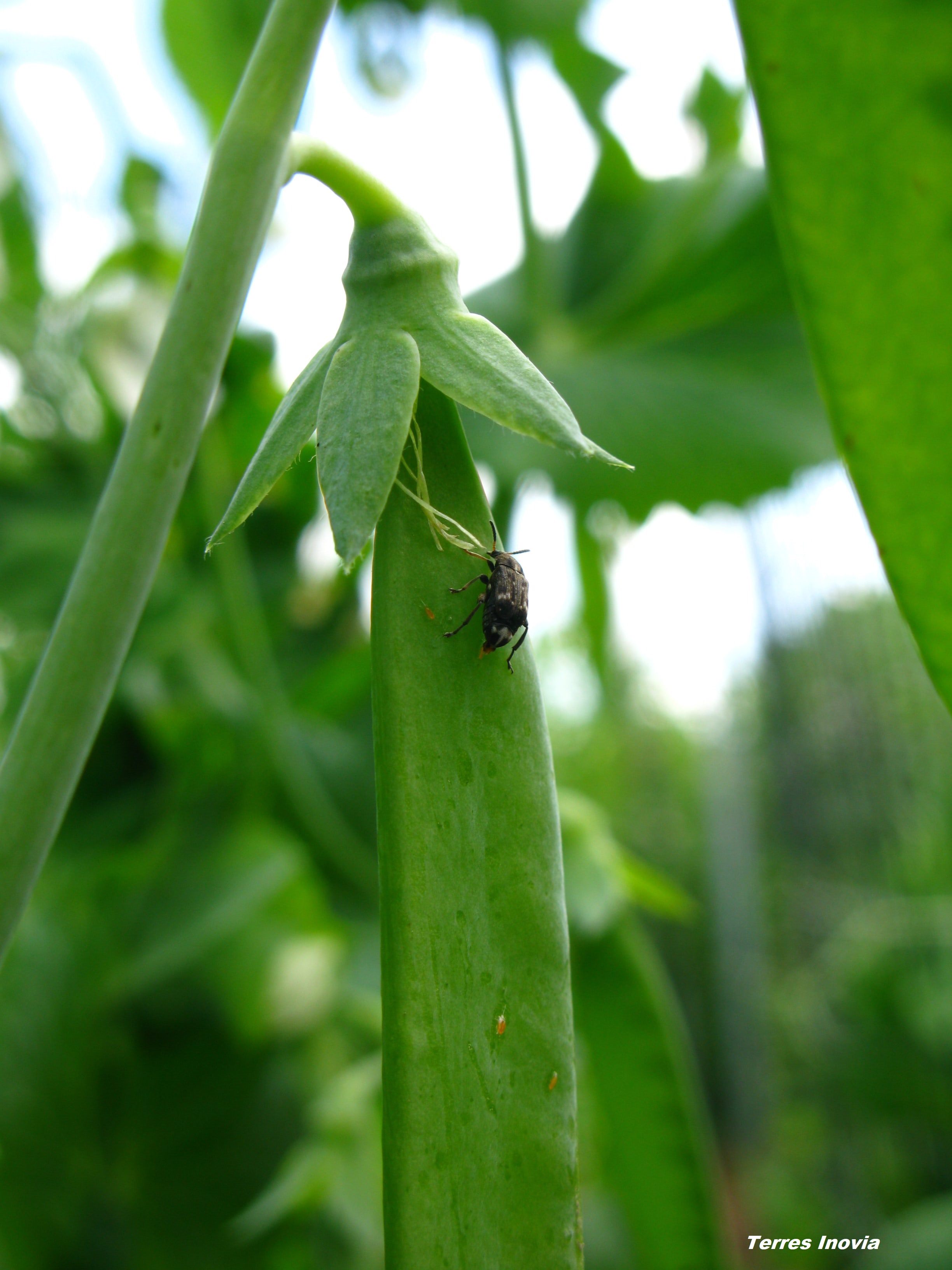 
          Les ravageurs du  pois d’hiver: les bruches