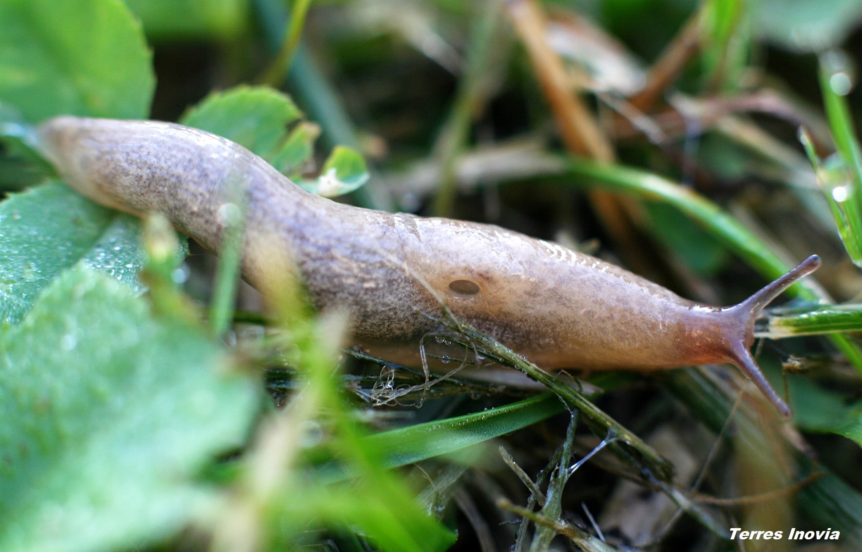 
          Dégats des limaces sur le pois d'hiver