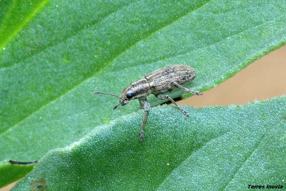 
          Le pois de printemps attaqué par vols successifs des sitones