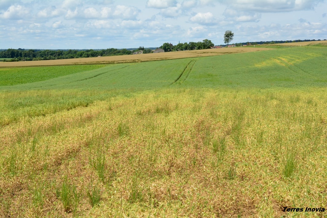 
          Aphanomyces, pourriture racinaire sur le pois de printemps