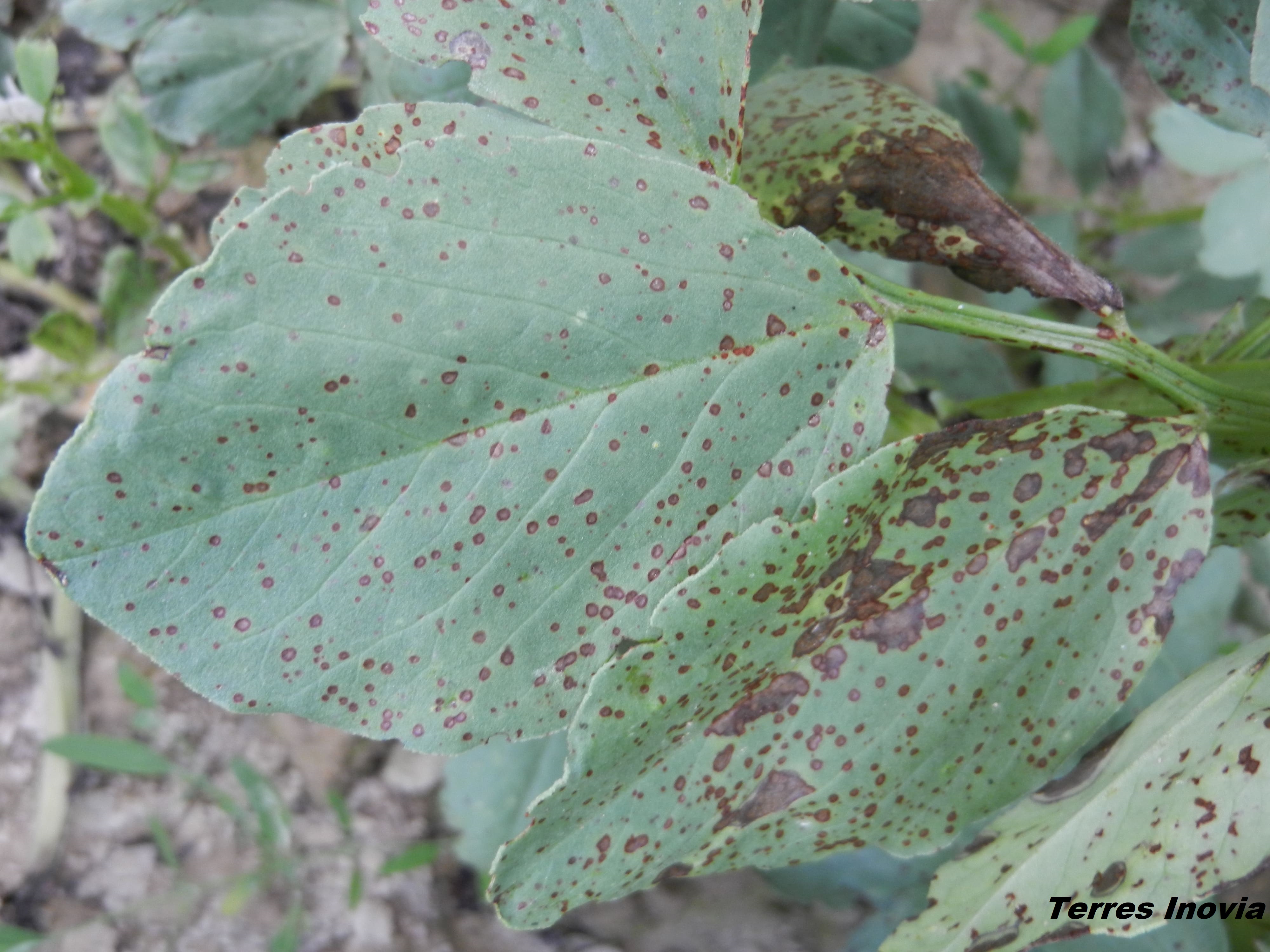 
          Botrytis sur féverole d’hiver