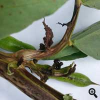 
          Nématodes des tiges sur féverole d’hiver