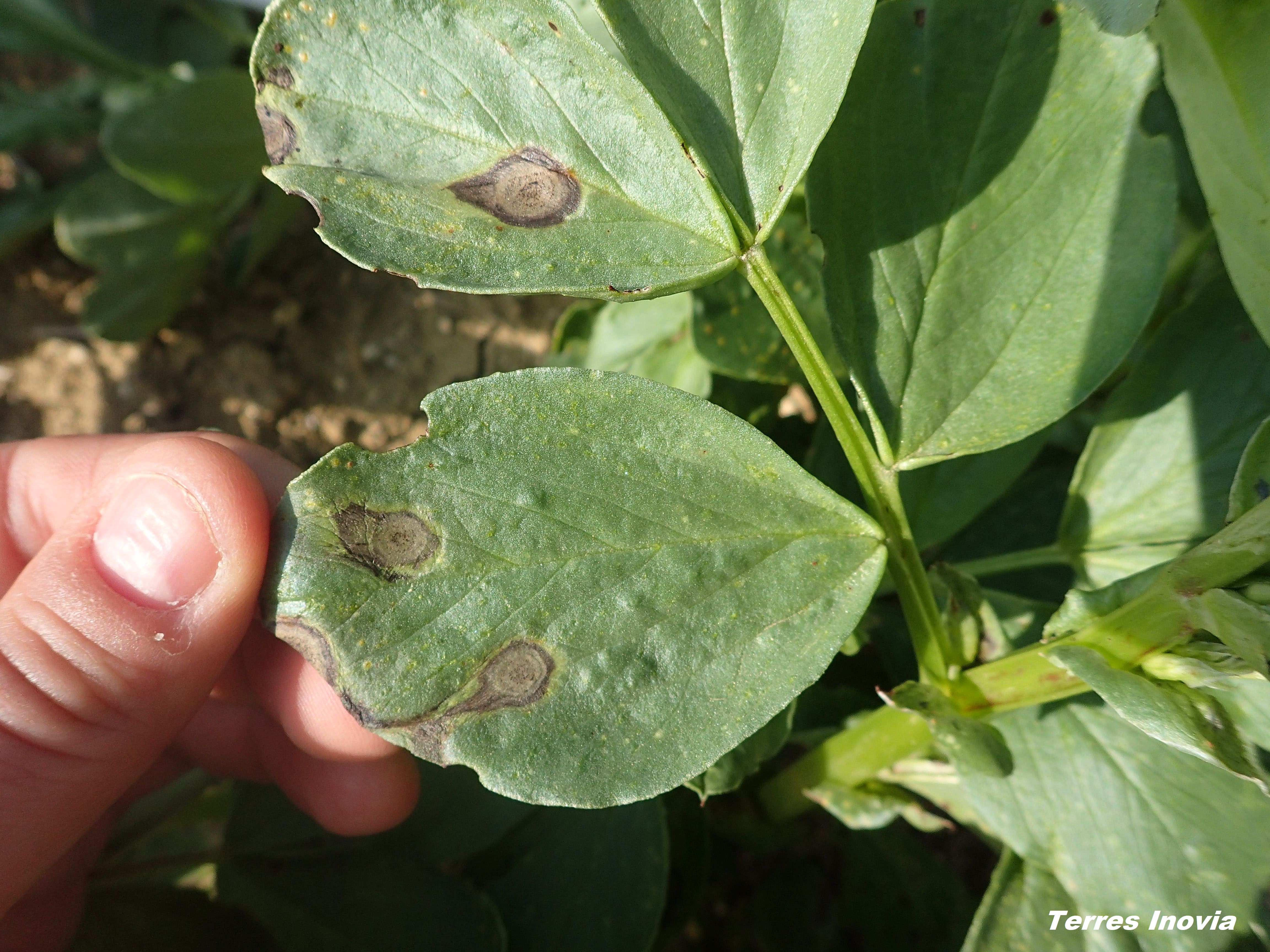 
          Anthracnose sur la féverole de printemps