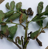 
          Nématodes des tiges sur féverole d’hiver