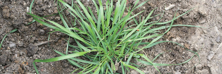 
          Ray-grass sur céréales, colza, betterave, maïs, tournesol, pois protéagineux et féverole