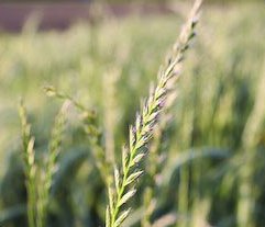 
          Leviers agronomiques du Ray-grass sur les céréales