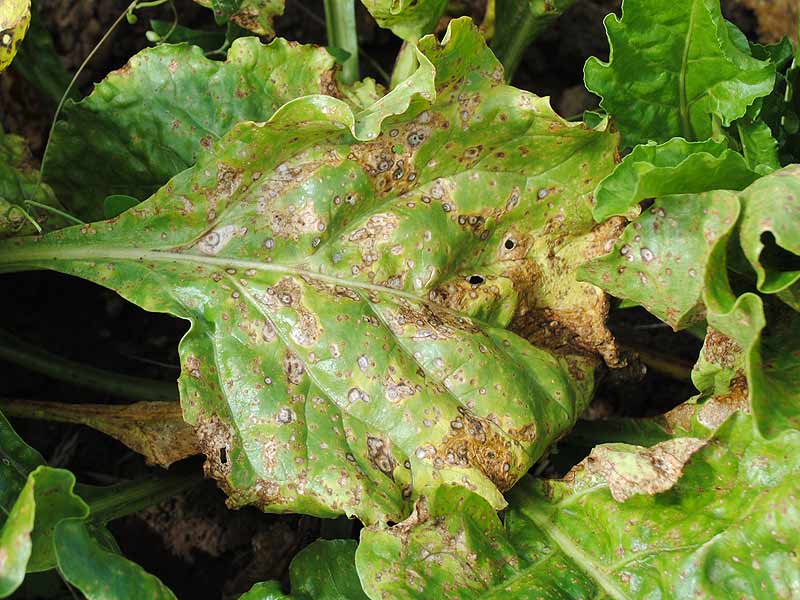 
          Cercosporiose (cercospora beticola) sur la betterave