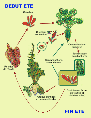 
          Ramulariose de la Betterave