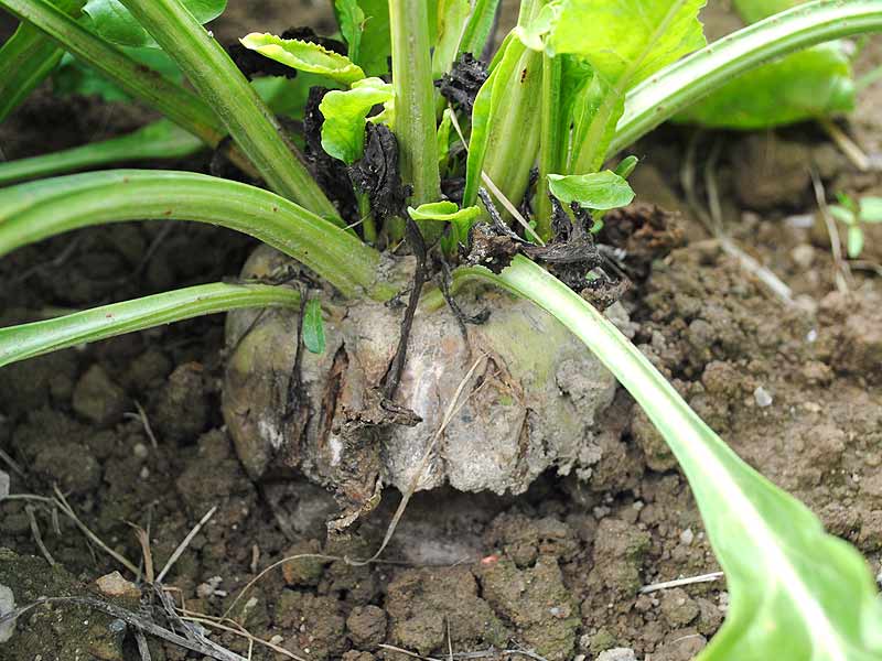 
          Rhizoctone brun sur le Betterave