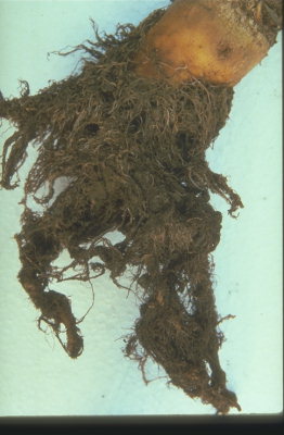 
          Rhizomanie de la Betterave 
