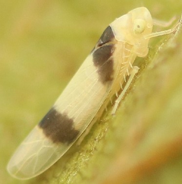 
          Cicadelle de la betterave