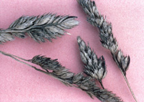 
          Ergot du seigle