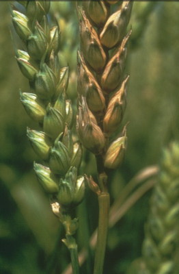 
          Fusariose des épis