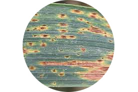 
          Helminthosporiose de l'Avoine