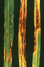 
          Helminthosporiose de l'Orge