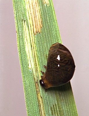 
          Criocère de l’orge