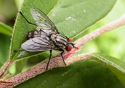 
          Mouche grise