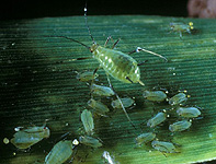 
          Puceron des épis des céréales