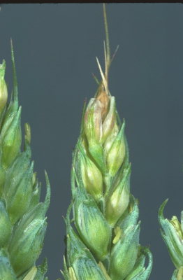 
          Thrips des céréales