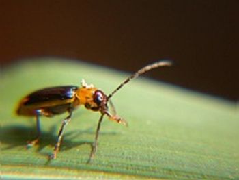 
          Chrysomèle des racines du maïs